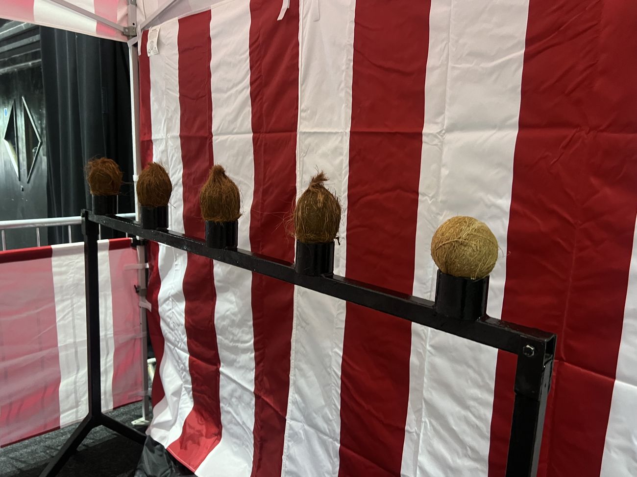 Five whole coconuts balanced in cups on the black metal target stand