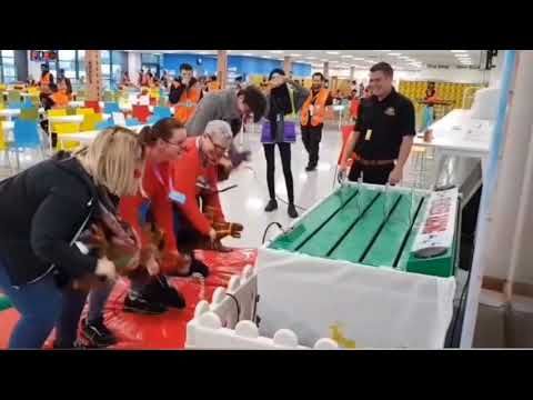 Reindeer Racing in action